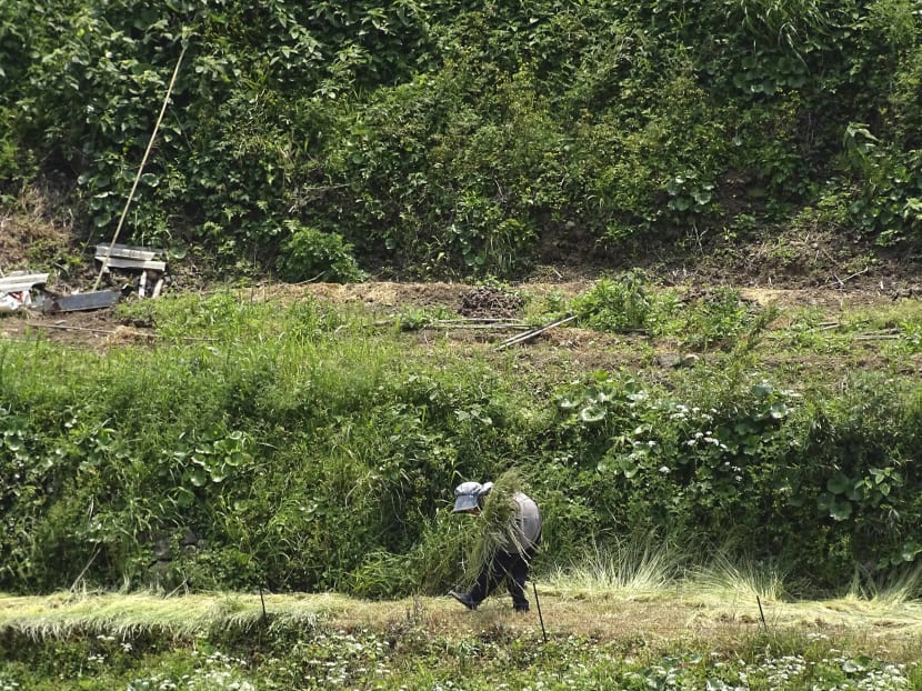 A farmer gathers rush for livestock. AP file photo