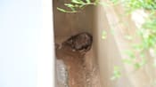 Average number of rat burrows falls 40% in early 2026: NEA
