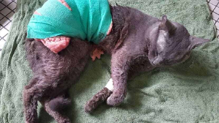 7 years’ preventive detention for man who killed neighbour’s cat