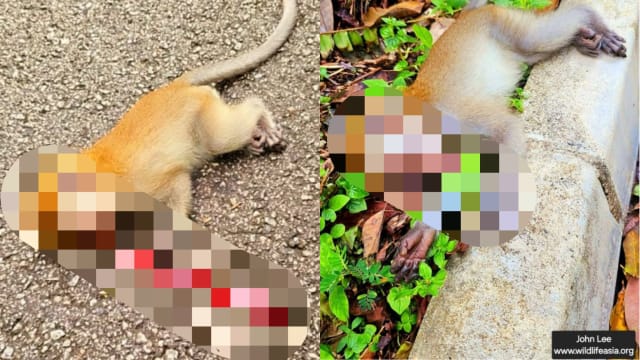 幼猴惨被车撞死 男子帮忙捡起尸体险被猴群攻击