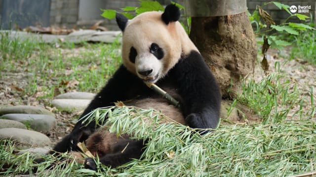 叻叻与朋友厮打后受伤 两只大熊猫分圈饲养
