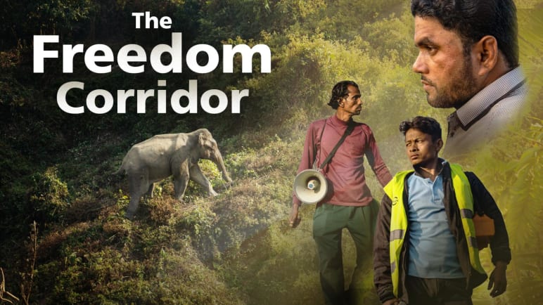 The Freedom Corridor