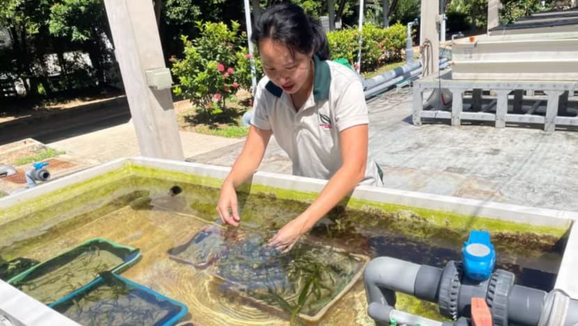 NParks, OCBC lancar projek pemulihan rumput laut pertama di Singapura; ikrar hampir S$1 juta