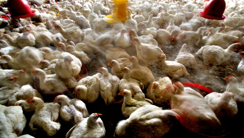 S'pura terima 50 tan ayam beku dari Indonesia S'pura terima 50 tan ayam beku dari Indonesia