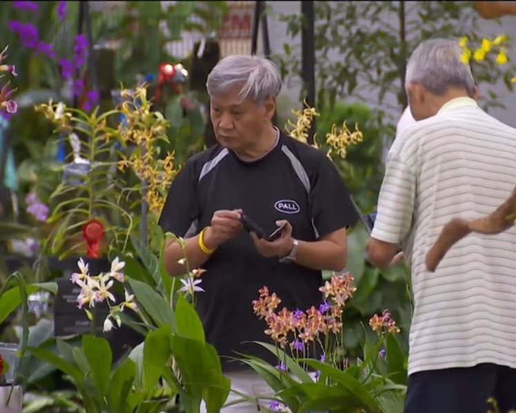 Singapore’s orchid export value in steep decline; growers lament insufficient space and rising costs