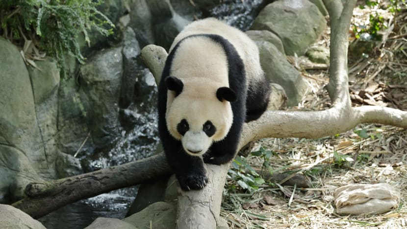 Singapore-born panda cub Le Le's departure to China delayed till January 2024