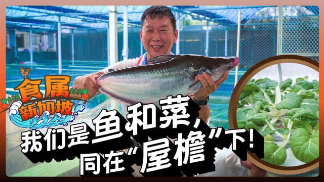 【食属新加坡】我们是鱼和菜　同在“屋檐”下！