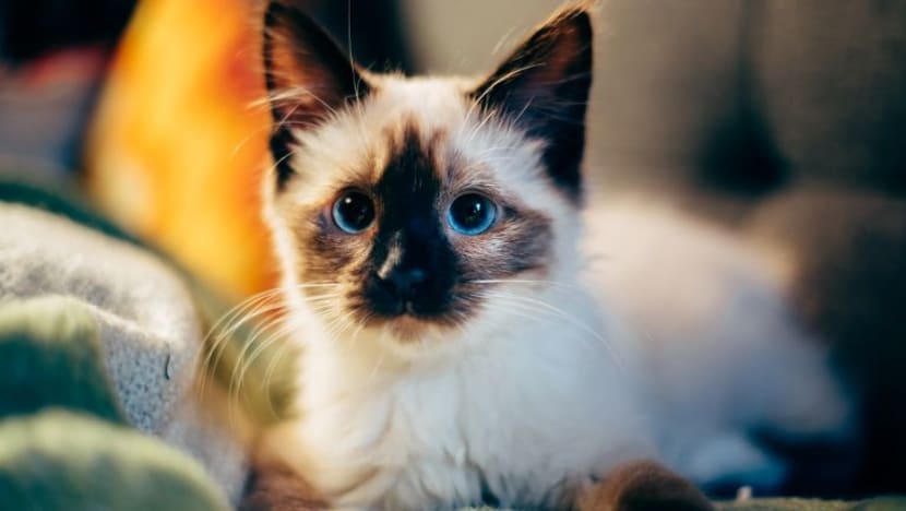 Ramai beli insurans haiwan peliharaan termasuk kucing; yuran doktor haiwan dijangka terus meningkat Ramai beli insurans haiwan peliharaan termasuk kucing; yuran doktor haiwan dijangka terus meningkat
