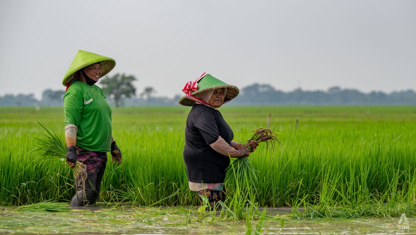 Indonesian minister promises millennial farmers salaries five times the average in food self-sufficiency drive Indonesian minister promises millennial farmers salaries five times the average in food self-sufficiency drive