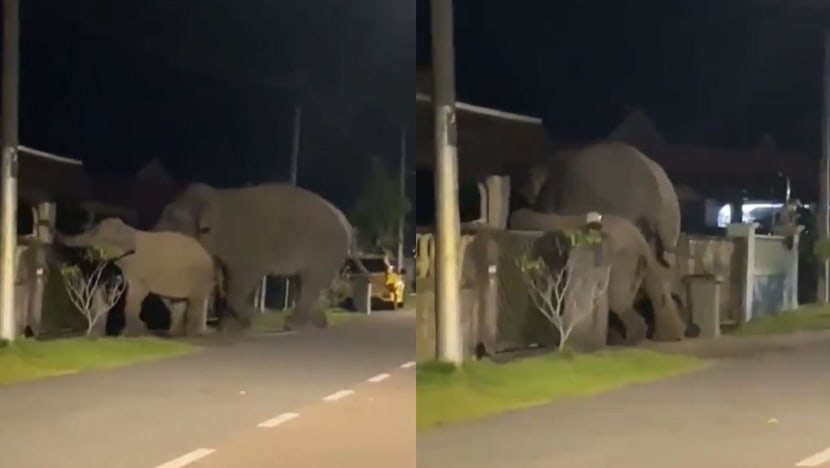 Elephants enter housing area in Malaysia, sparking panic among residents