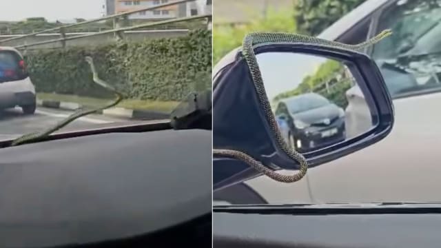 “会飞的毒蛇”搭宝马顺风车 网民：蛇年提前到來