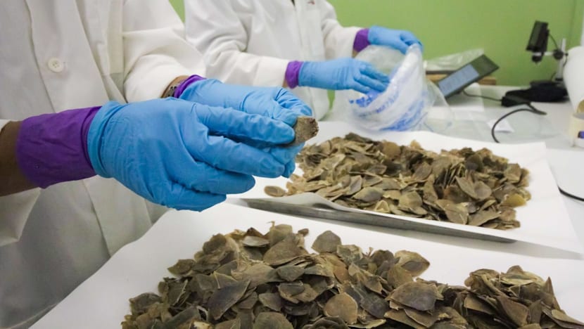 Singapore seizes record 830kg of Asian pangolin scales 