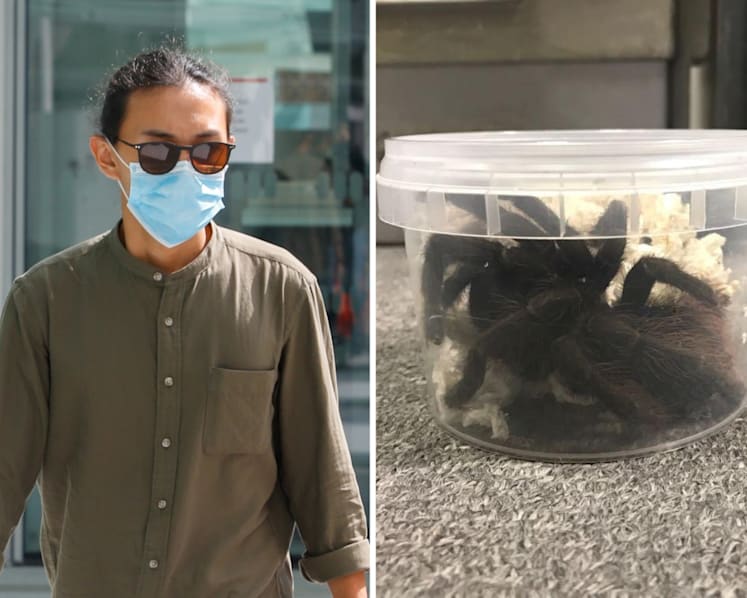 Student fined S$17,000 for importing 23 tarantulas, keeping another 20 in Bedok flat