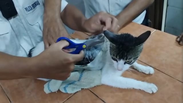 奇案！猫咪藏毒欲闯哥国监狱 被狱警拦截