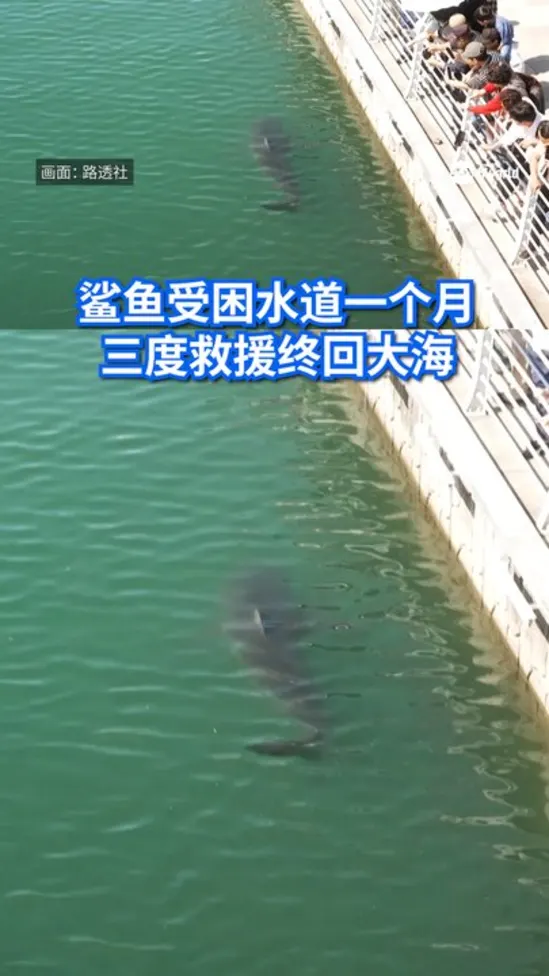 20261022_busan shark rescue_vod1