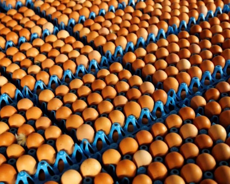 NUH recruiting participants to trial treatment for potentially life-threatening egg allergy