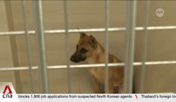 Pet adoptions in Singapore plunge as vet fees soar, lifestyles change