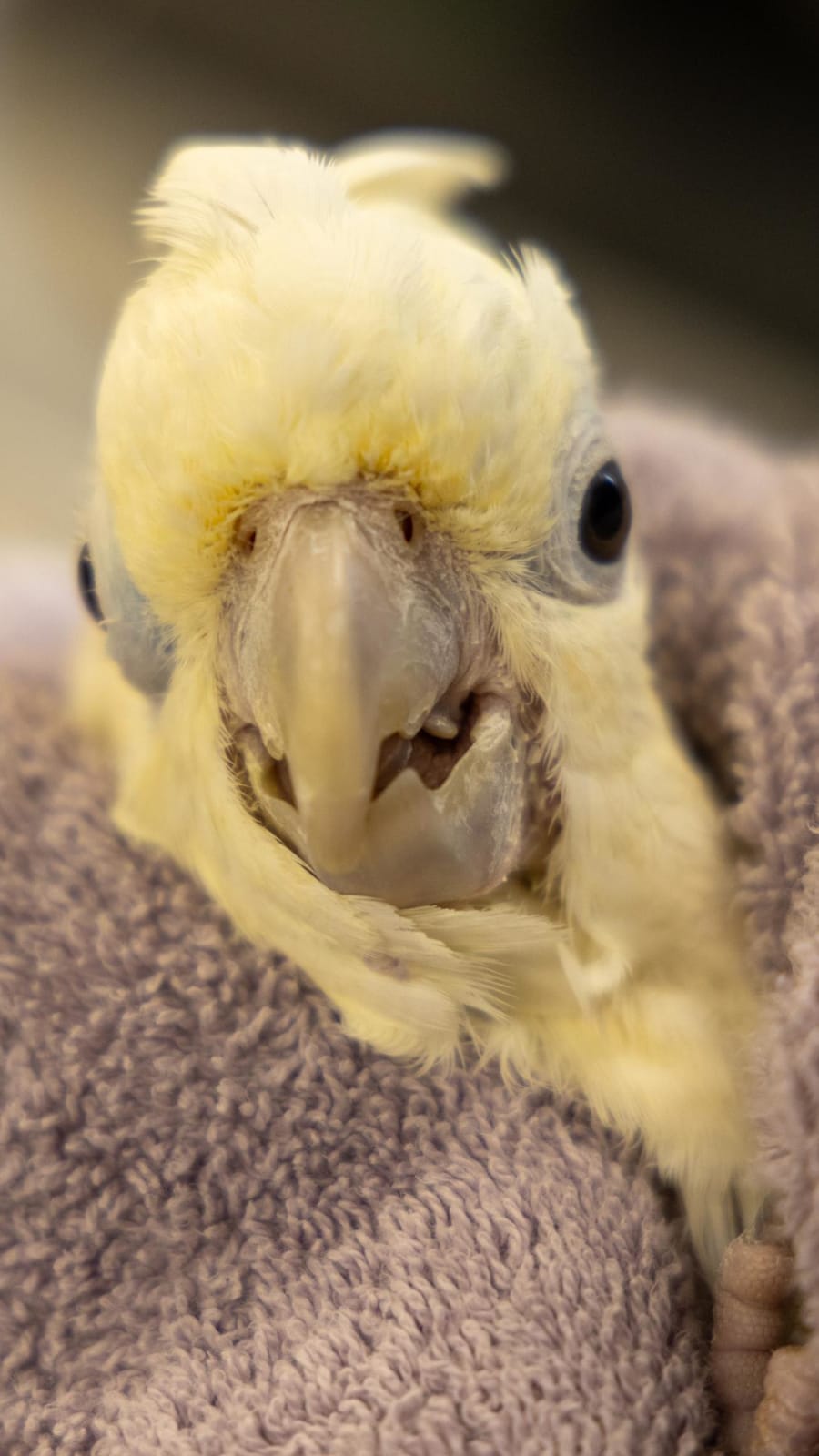 Endangered Philippine cockatoos hatch first chick in Singapore at Bird Paradise 