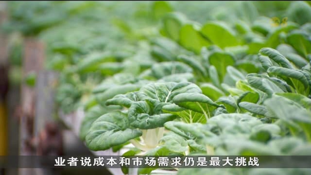 本地蔬菜和海鲜产量呈下滑趋势 海鲜产量达十年来最低水平
