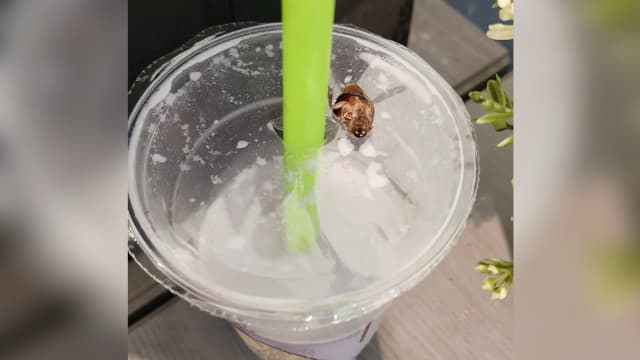 顾客喝豆浆时咬到蟑螂  Mr Bean对店面展开灭虫工作