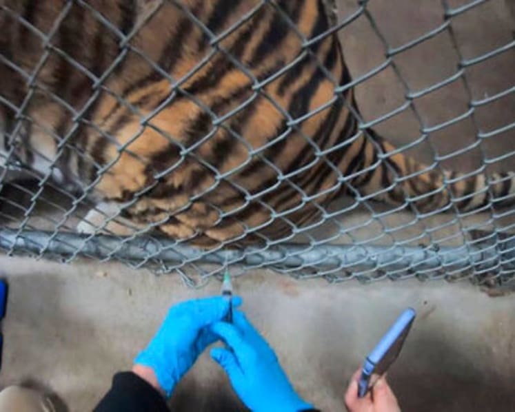 Tigers, bears, ferrets get COVID-19 vaccine at Oakland Zoo