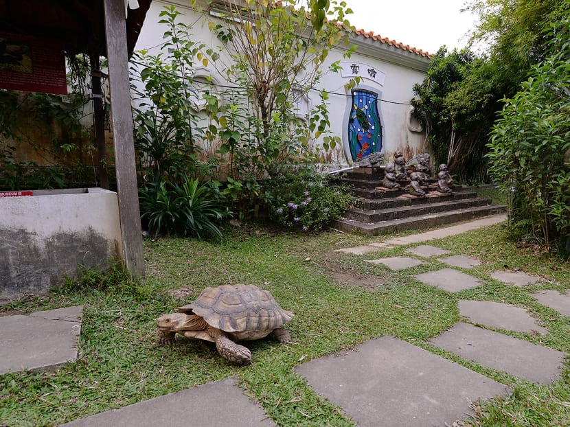 A free-roaming tortoise at the Live Turtle and Tortoise Museum at Chinese Gardens, on August 28, 2017. Photo: Robin Choo/TODAY