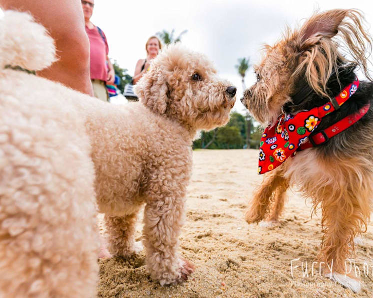 Singapore Dog Festival returns on Feb 15 and 16 in Sentosa