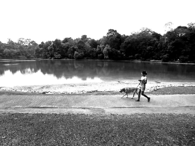 Rain water is collected through 48 major waterways in 17 interconnected reservoirs. Singapore can enhance freshwater availability by creating large-scale underground water storage facilities. TODAY file photo