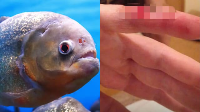 食人鱼袭人 阿根廷46人伤一人断指