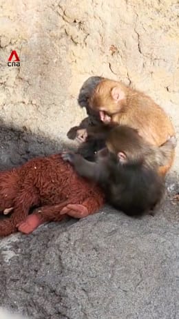 Baby monkey Punch grooms orangutan plushie with friend