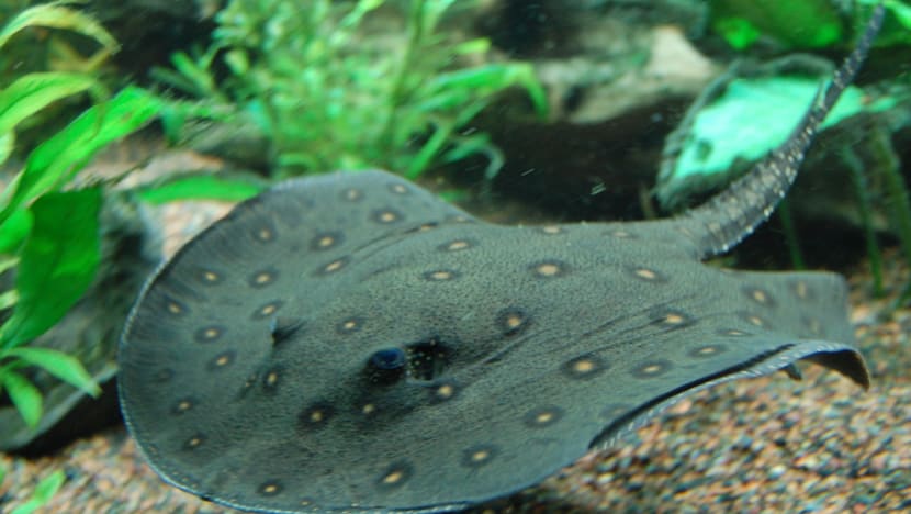 Man charged with releasing pet stingrays into reservoir