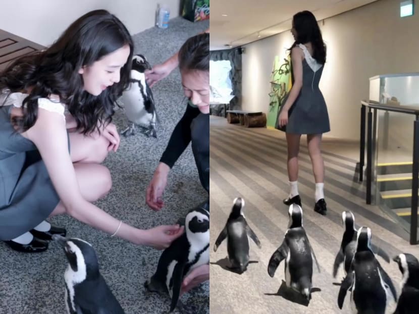Blackpink's Jisoo plays with penguins at Mandai Wildlife Reserve in new video