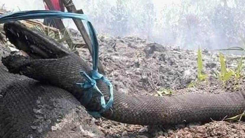 Ular sawa gergasi ditemui rentung dalam kebakaran hutan Indonesia Ular sawa gergasi ditemui rentung dalam kebakaran hutan Indonesia