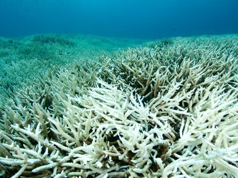Commentary: Record Mediterranean Sea temperatures this summer could devastate marine life Commentary: Record Mediterranean Sea temperatures this summer could devastate marine life