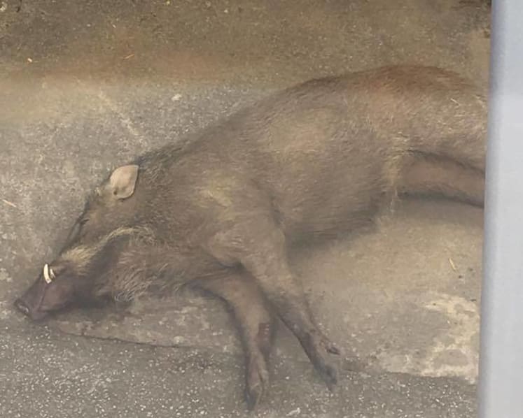 Man suffers cuts to legs after wild boar attack near Hillview condominium