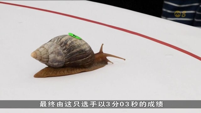 台湾举办蜗牛赛跑活动 吸引各地参赛者前来一较快慢