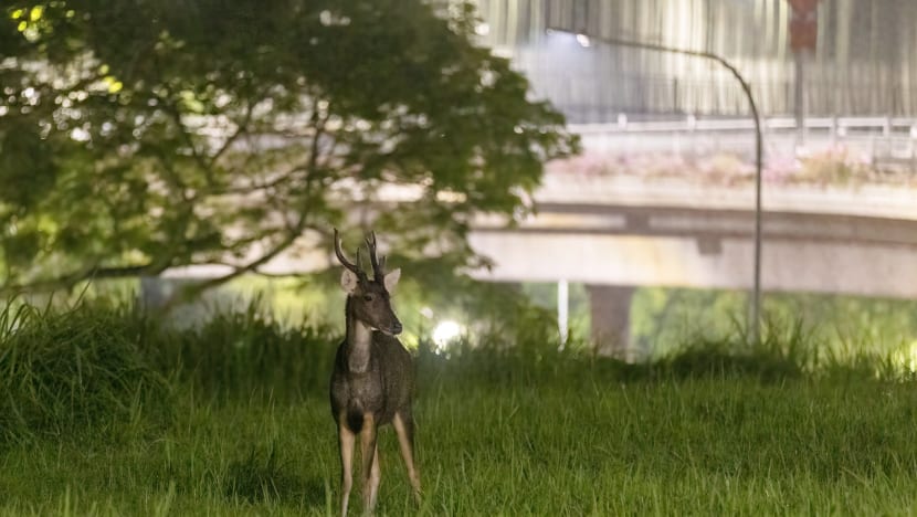 Gambar Pilihan Hari Ini