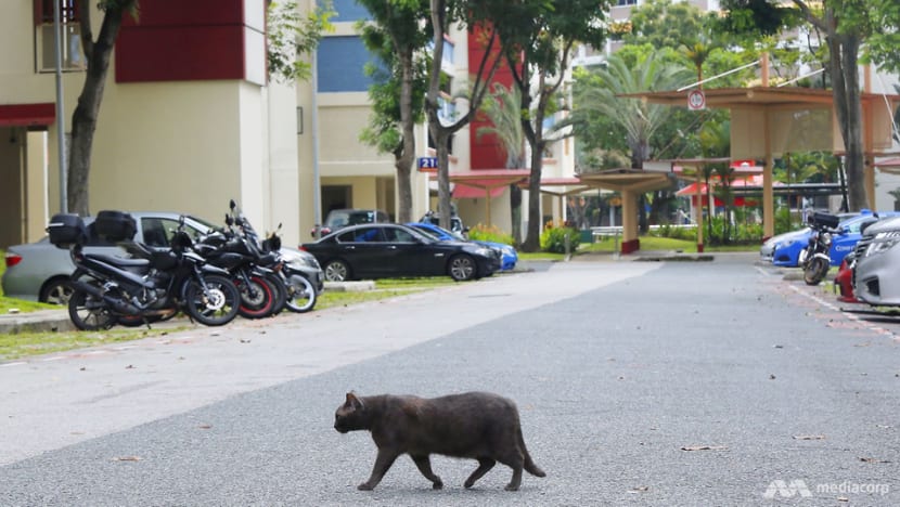 2 cats in a flat? Welfare groups cheer AVS move but call for enforced sterilisation, 'responsible' ownership 2 cats in a flat? Welfare groups cheer AVS move but call for enforced sterilisation, 'responsible' ownership