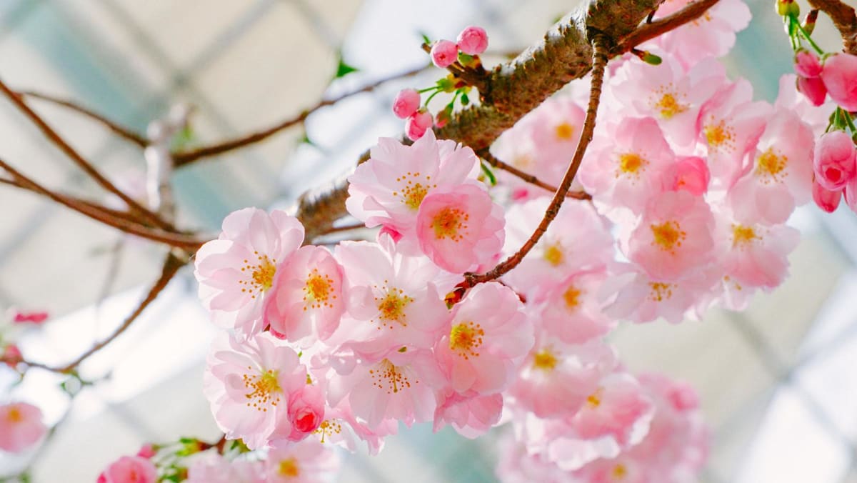 Gardens by the Bay Sakura display returns with Ishikawa-inspired landscapes, Sanrio characters, and anime