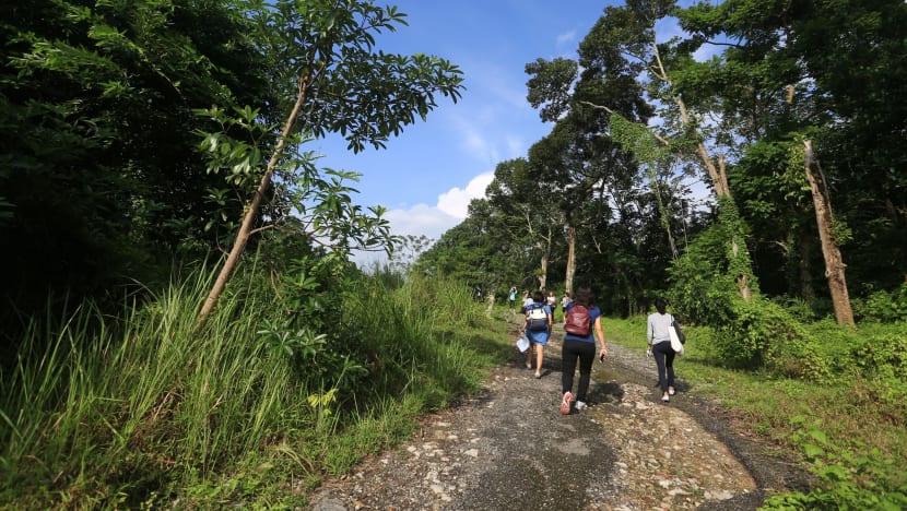 Nature groups propose changes to alleviate environmental impact in Mandai