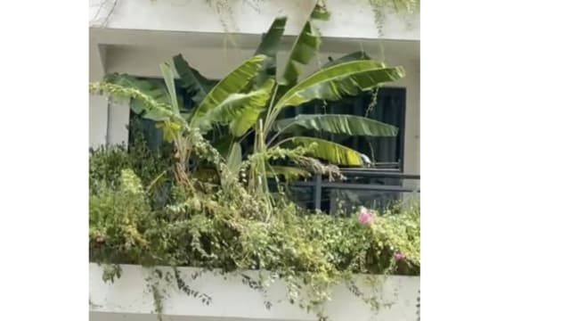 马国居民公寓阳台种香蕉树 网民：还好不是种榴梿