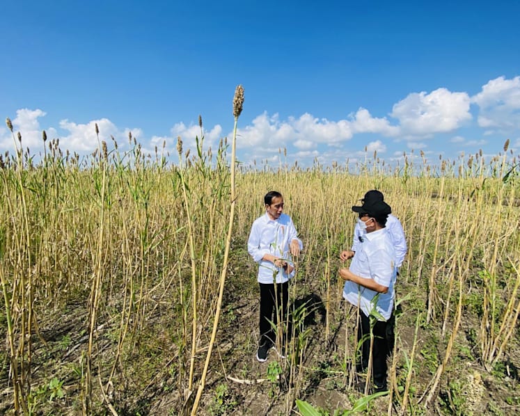 ‘It will be just like rice’: Why Indonesia turns to sorghum as alternative staple food