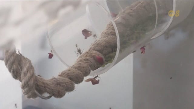 泰国咖啡馆展示蚂蚁 顾客近距离观察蚂蚁奥妙