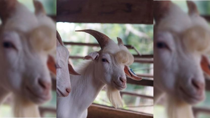 Gambar Pilihan Hari Ini