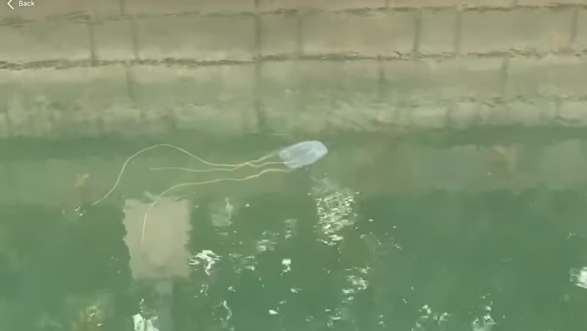 Beach-goers and swimmers at various locations advised to be alert after sightings of dangerous box jellyfish