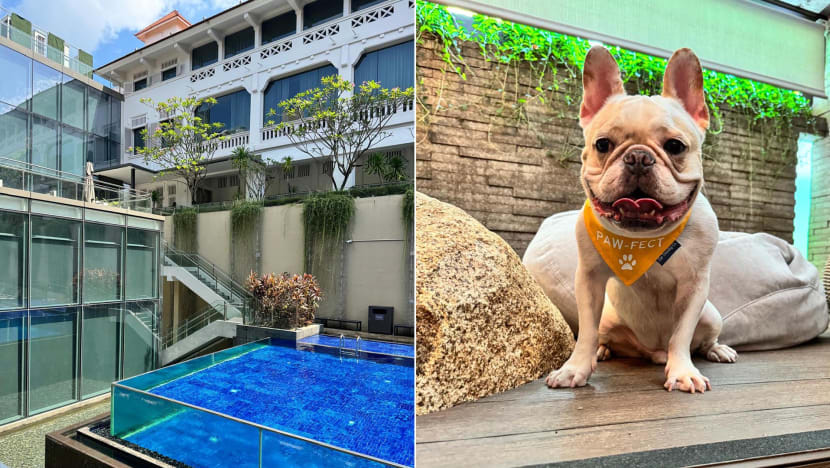 Pet-Friendly Hotel Review: My Dog Checked In To Oasia Resort Sentosa For A Staycation. Here's How It Went