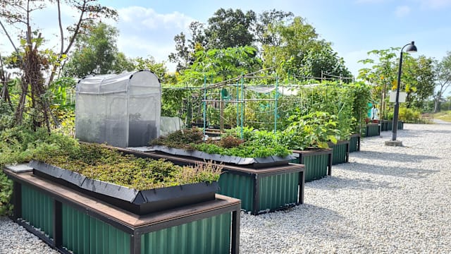 公园局将开放逾140个花床供租用 50个是武吉坎贝拉新花床