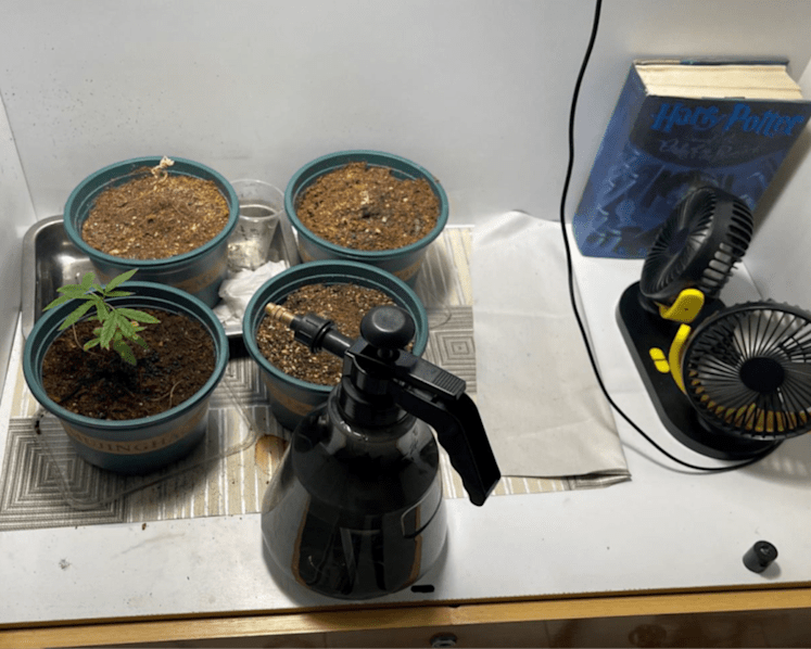Teen arrested in Yishun after cannabis plant, cultivation attempts found in CNB raid