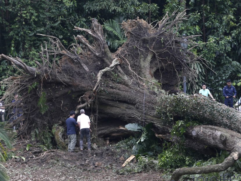 Authorities investigate a fallen Tembusu tree at the Singapore Botanic Gardens on Feb 12, 2017. Photo: Wee Teck Hian/TODAY Authorities investigate a fallen Tembusu tree at the Singapore Botanic Gardens on Feb 12, 2017. Photo: Wee Teck Hian/TODAY