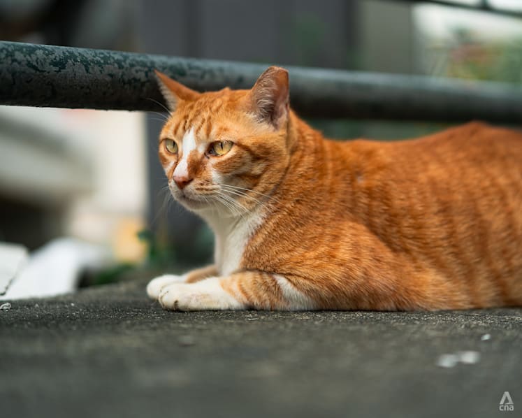 South Korean sentenced to 14 months in jail for killing 76 cats